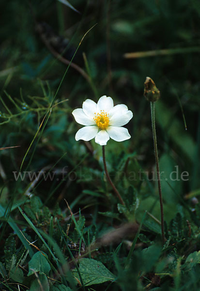 Silberwurz (Dryas octopetala)