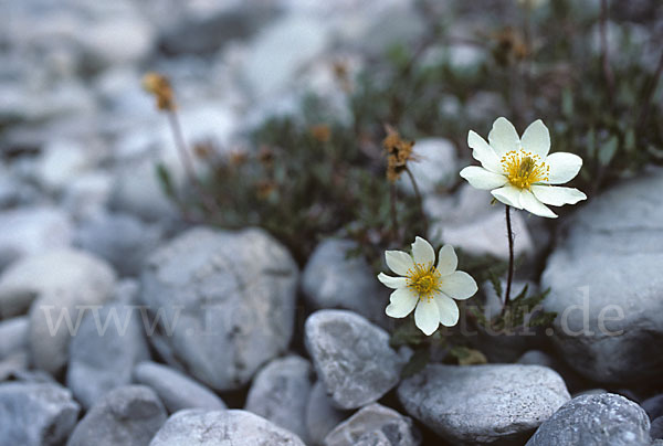 Silberwurz (Dryas octopetala)