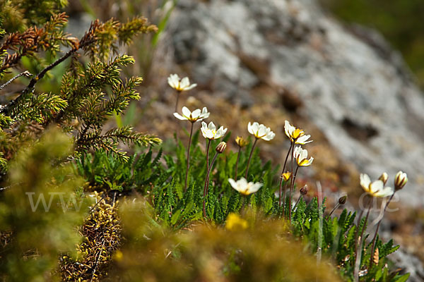 Silberwurz (Dryas octopetala)