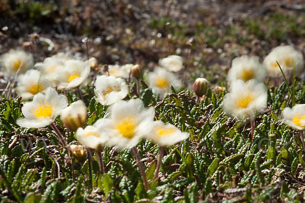 Silberwurz (Dryas octopetala)