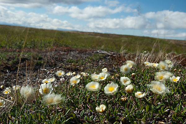 Silberwurz (Dryas octopetala)