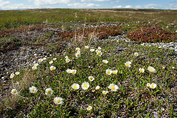 Silberwurz (Dryas octopetala)