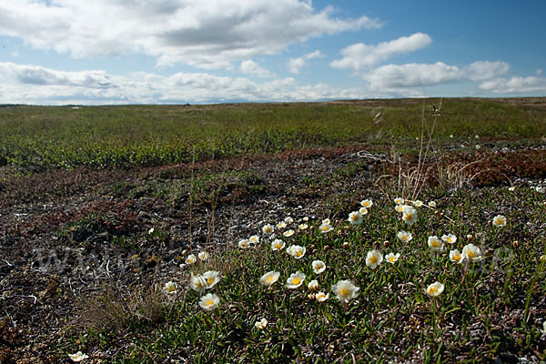 Silberwurz (Dryas octopetala)