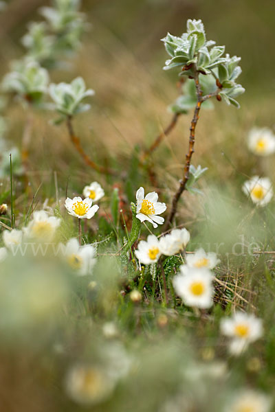 Silberwurz (Dryas octopetala)