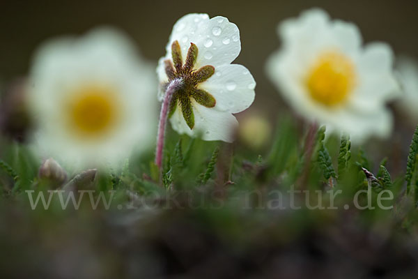 Silberwurz (Dryas octopetala)