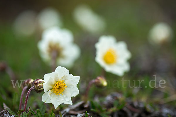 Silberwurz (Dryas octopetala)