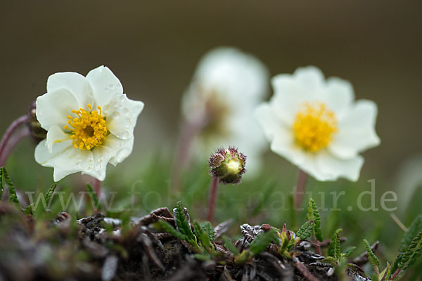 Silberwurz (Dryas octopetala)