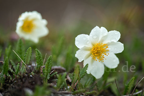 Silberwurz (Dryas octopetala)