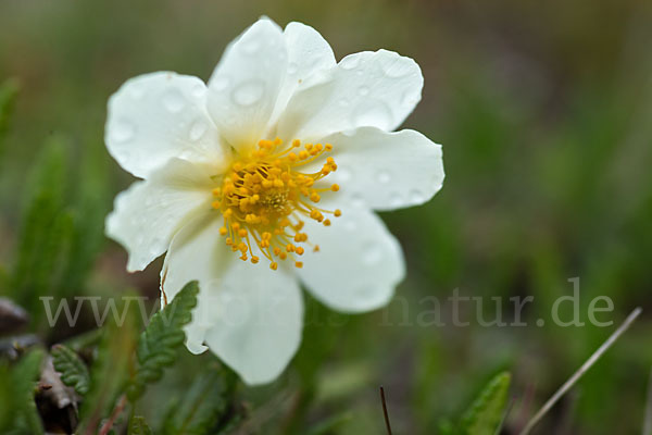 Silberwurz (Dryas octopetala)