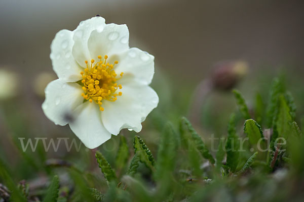 Silberwurz (Dryas octopetala)