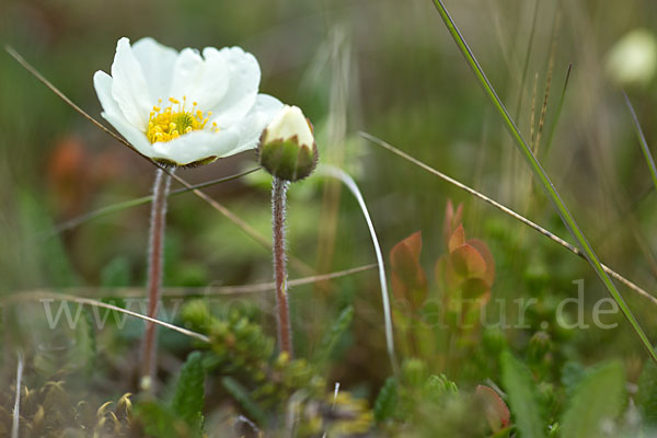 Silberwurz (Dryas octopetala)