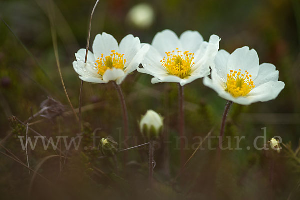 Silberwurz (Dryas octopetala)