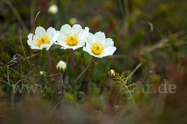 Silberwurz (Dryas octopetala)