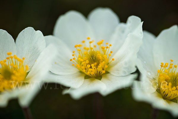 Silberwurz (Dryas octopetala)