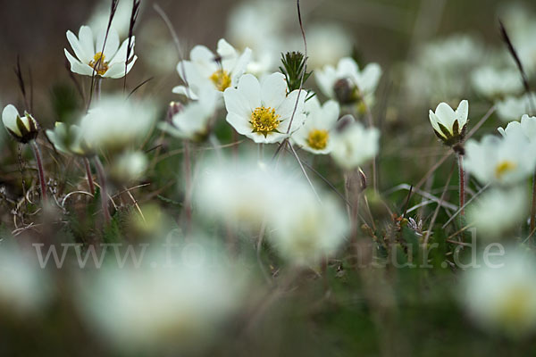 Silberwurz (Dryas octopetala)