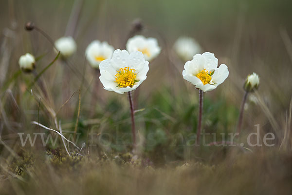 Silberwurz (Dryas octopetala)