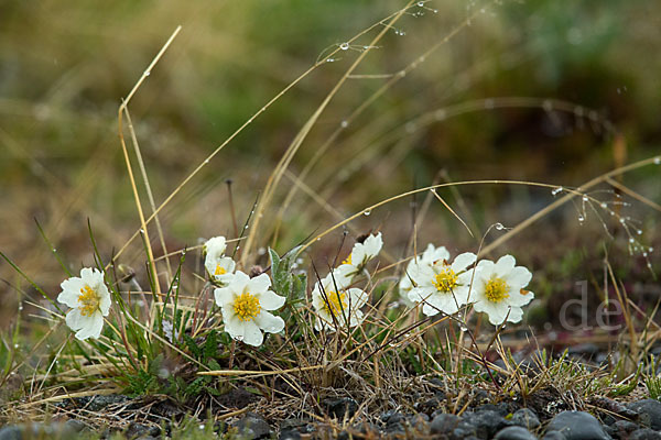 Silberwurz (Dryas octopetala)