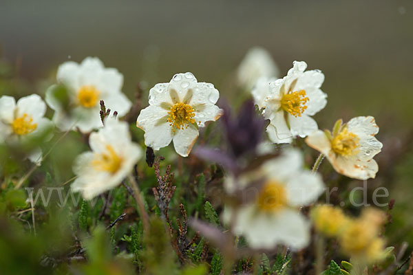 Silberwurz (Dryas octopetala)