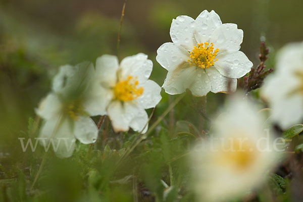 Silberwurz (Dryas octopetala)