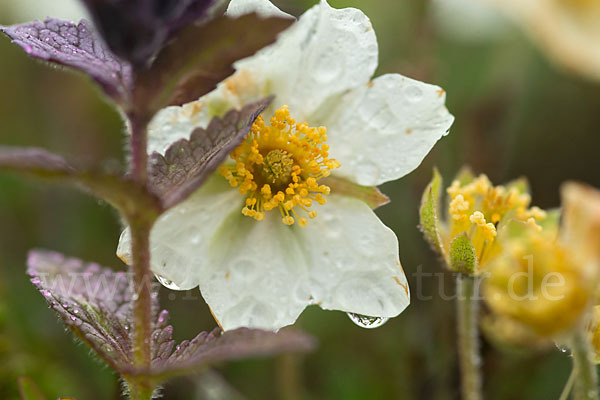 Silberwurz (Dryas octopetala)