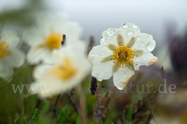 Silberwurz (Dryas octopetala)