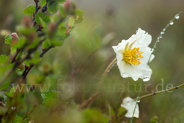 Silberwurz (Dryas octopetala)