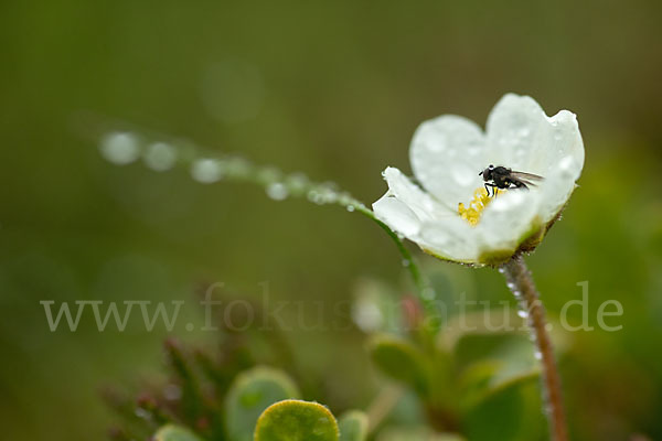 Silberwurz (Dryas octopetala)