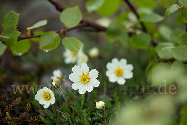 Silberwurz (Dryas octopetala)