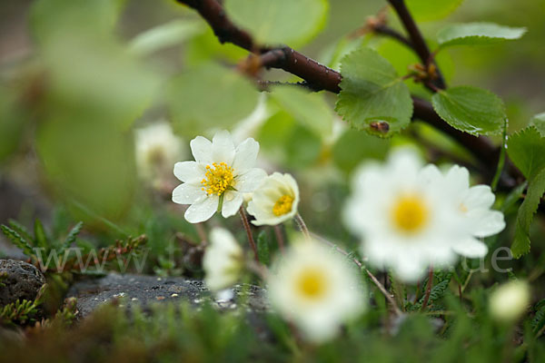 Silberwurz (Dryas octopetala)