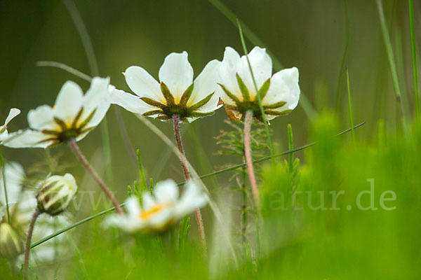 Silberwurz (Dryas octopetala)