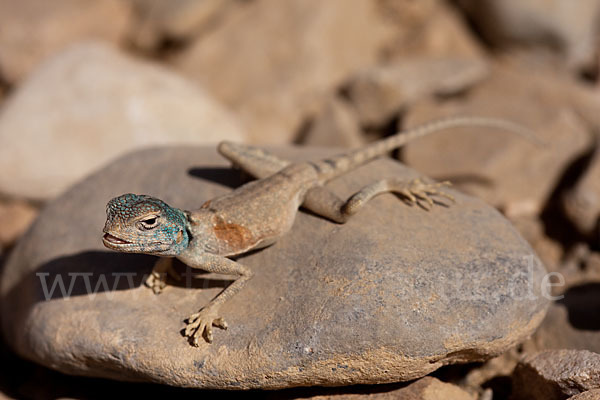 Sinai Agame (Pseudotrapelus sinaitus sinaitus)