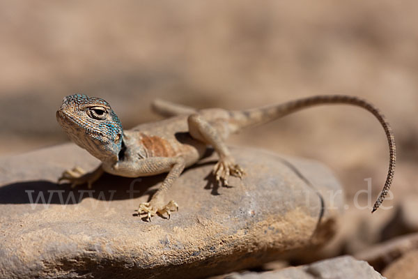 Sinai Agame (Pseudotrapelus sinaitus sinaitus)