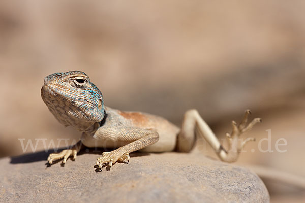 Sinai Agame (Pseudotrapelus sinaitus sinaitus)