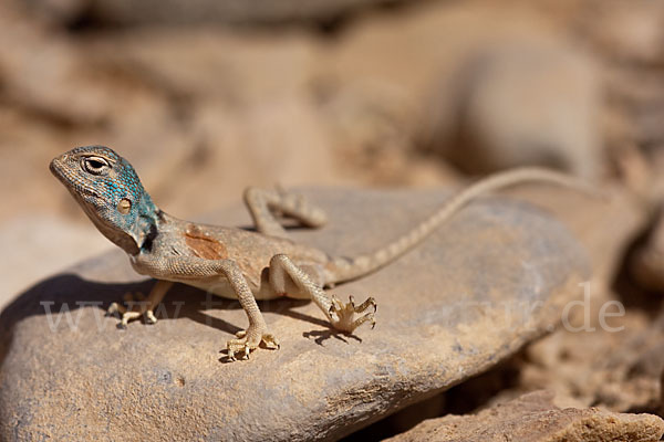 Sinai Agame (Pseudotrapelus sinaitus sinaitus)