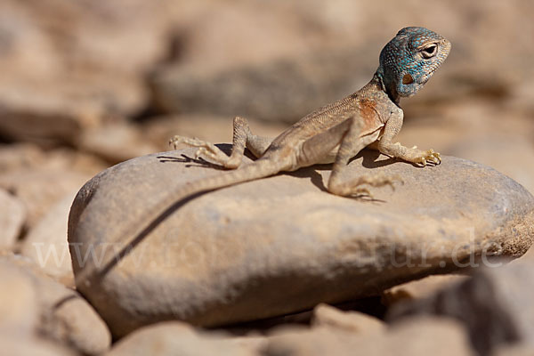 Sinai Agame (Pseudotrapelus sinaitus sinaitus)