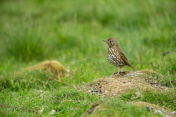 Singdrossel (Turdus philomelos)