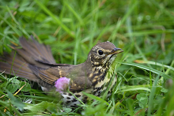 Singdrossel (Turdus philomelos)