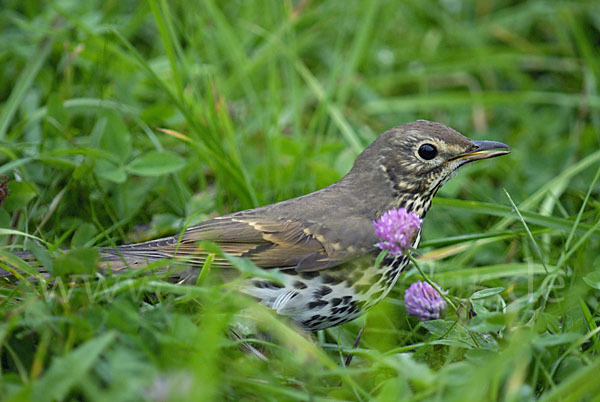 Singdrossel (Turdus philomelos)