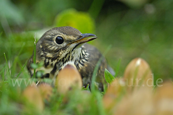 Singdrossel (Turdus philomelos)