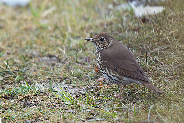 Singdrossel (Turdus philomelos)