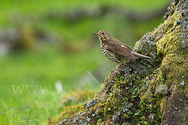 Singdrossel (Turdus philomelos)