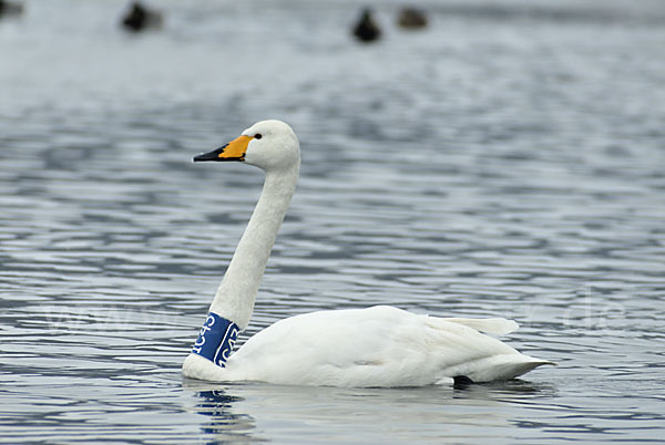 Singschwan (Cygnus cygnus)