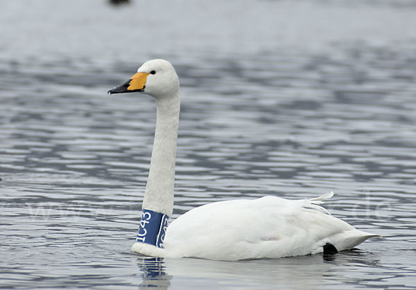 Singschwan (Cygnus cygnus)