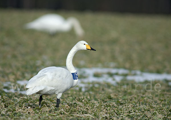 Singschwan (Cygnus cygnus)