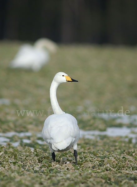 Singschwan (Cygnus cygnus)