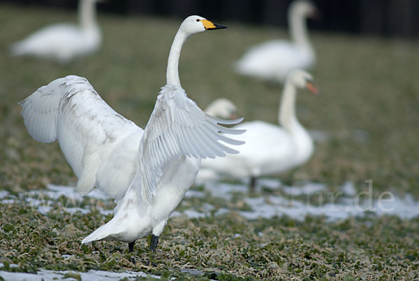 Singschwan (Cygnus cygnus)