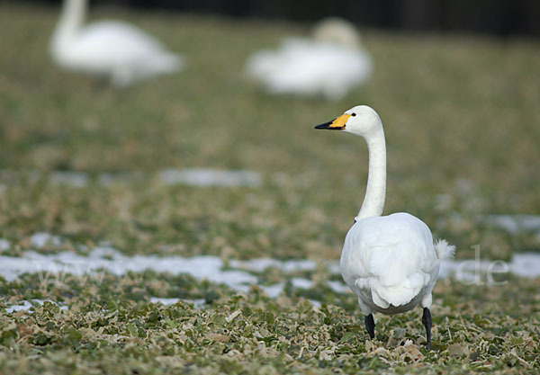 Singschwan (Cygnus cygnus)