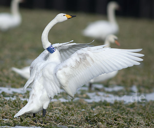 Singschwan (Cygnus cygnus)