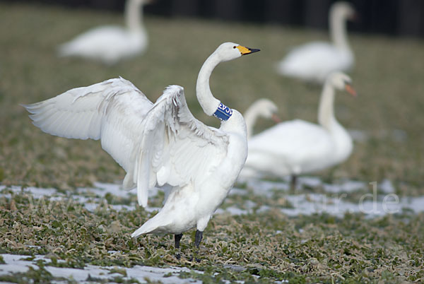 Singschwan (Cygnus cygnus)