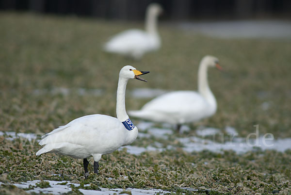 Singschwan (Cygnus cygnus)